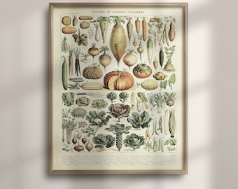 Vegetable Art Poster: Adolphe Millot 1909 Botanical Print