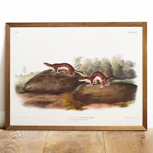 Antique Weasel Print: Vintage Audubon Animal Illustration