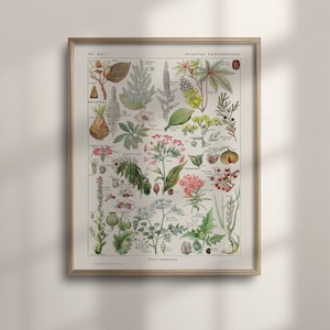 Victorian Herbal Wall Art, Vintage Botanical Prints, Poisonous Plant Illustration, Kitchen Decor, Unique Botanic Gift, Vintage, C16-1213