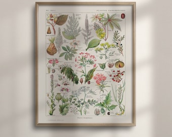Vintage Poisonous Plant Print: Victorian Botanical Illustration, Kitchen Wall Art