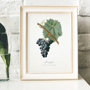Grape Print, Vintage Kitchen Poster Wall Art Decor, Grapes drawing Gift for Mom, her, kitchen , botanical art prints fruit print art | B9