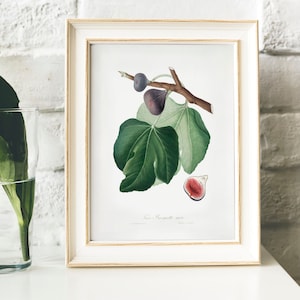 Fig Antique Print Illustration, Vintage Kitchen Poster, Black Fig drawing Gift for Mom kitchen , art tropical fruit Fruit | B43