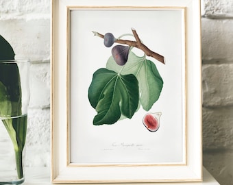 Fig Antique Print: Vintage Kitchen Botanical Illustration