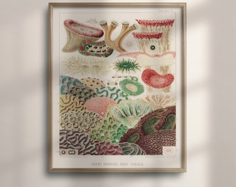 Vintage Coral Reef Illustration, Nautical Wall Art Poster, C16-1291