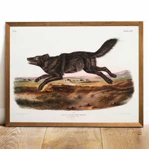 John James Audubon: An American Woodsman — California Nature