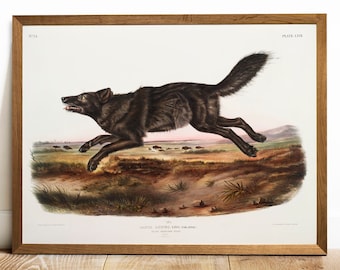 Black Wolf Antique Print: Vintage Animal Drawing Poster