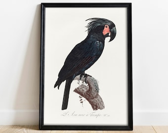 Palm Cockatoo Print: Antique Parrot Drawing, Vintage Wall Art