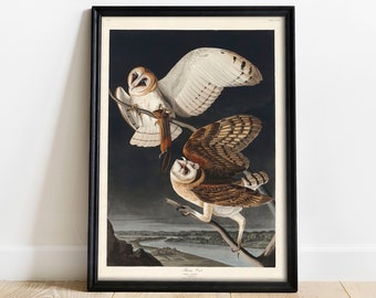May include: A vintage print of two barn owls perched on branches against a dark background. The print features detailed illustrations of the owls' feathers and features, with one owl facing forward and the other facing to the side. The print is framed in black and has the title "Barn Owl" printed below the image.