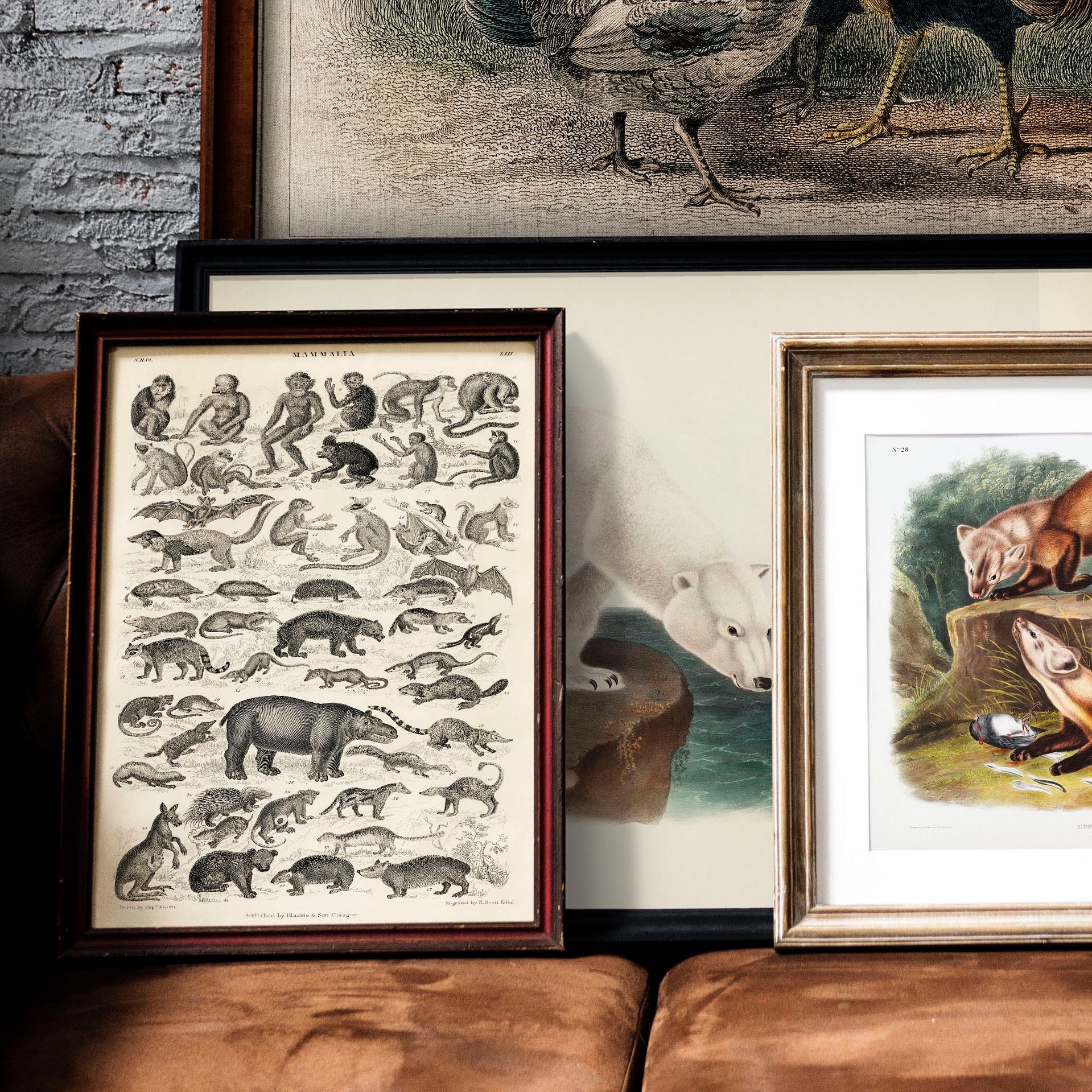 洋書 CLASSIC NATURAL HISTORY PRINTS MAMMALS Vintage Animal Print, Mammal Chart French Biology Poster