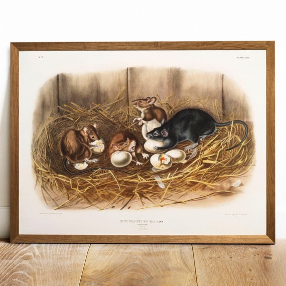 Antique Rat Print: Vintage Audubon Animal Illustration - Etsy