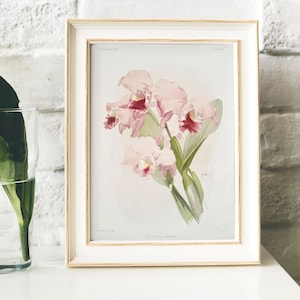 Cattleya Orchid Vintage Print: Botanical Wall Art