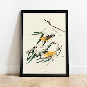 Prothonotary Warbler Print, Antique Bird Painting, Vintage Drawing Poster Wall Art Decor, , antique bird, bird poster print | COO354