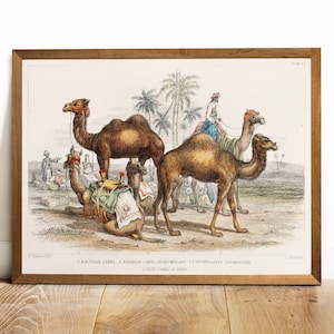 Camel Collection Print, Antique Animal Painting, Vintage Drawing Poster Wall Art, Dromedary,  antique animals, antique litography | COO255
