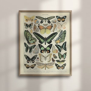 Adolphe Millot Butterfly Print: Vintage Botanical Wall Art
