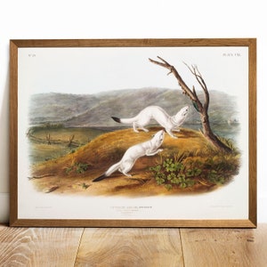 Antique Weasel Print: Vintage Audubon Animal Illustration