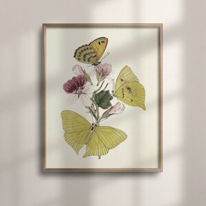Vintage Butterfly Sketch: Antique Nature Art Print