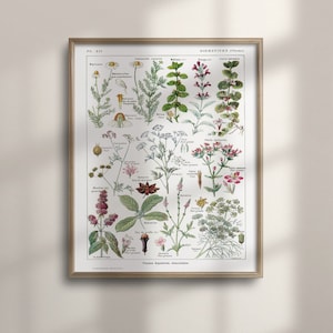 1912 Vintage Botanische Verdauungspflanzen Kunst, Küche Wand Dekor, Lernposter, Housewarming Geschenk, Buntes Vintage Poster, C16-854