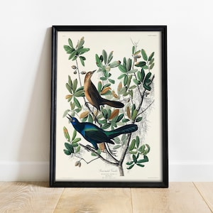 Boat-tailed Grackle Print, Antique Bird Painting, Vintage Drawing Poster Wall Art, Boattailed Grackle, bird gift, sea bird prints | COO431