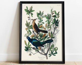 Audubon Boattailed Grackle Print: Vintage Bird Drawing Poster