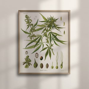 May include: A vintage botanical illustration of Cannabis sativa, also known as hemp or marijuana. The illustration shows the plant's leaves, flowers, and seeds. The text "Cannabis sativa L." is printed below the illustration.