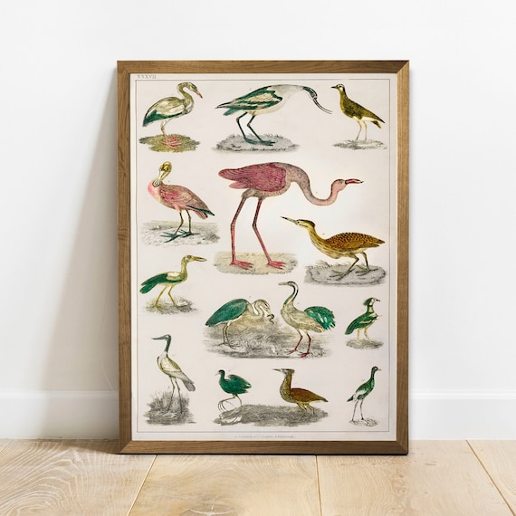Antique Replica European Egret Art Print Antique Replica European Egret Art Print