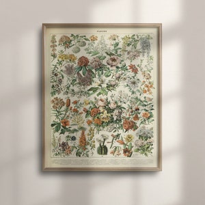 Adolphe Millot Vintage Flower Print - Botanical Art, Romantic Floral Illustration, Garden Wall Art, Housewarming Poster, 1909, C16-869