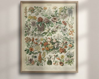 Adolphe Millot Vintage Flower Print - Botanical Art, Romantic Floral Illustration, Garden Wall Art, Housewarming Poster, 1909, C16-869