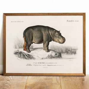 カバのプリント、アンティーク動物の絵画、ヴィンテージの絵のポスターの壁アート装飾、古いプリント動物、古い動物のプリント | COO149