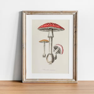 Fly agaric Print, Vintage Botanical Poster Wall Art Decor, mushroom,  kitchen art,  botanical art print, botanical prints | CO620