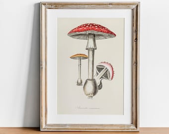 Fly Agaric Mushroom Print: Vintage Botanical Wall Art