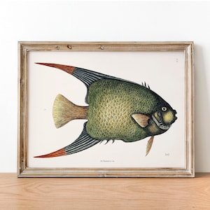 Angelfish Print: Vintage Fishing Poster Wall Art Decor