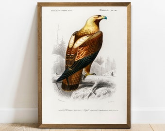 Imperial Eagle Print: Antique Bird Drawing, Vintage Wall Art