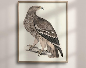 Golden Eagle Print, Vintage Bird Illustration on FSC Certified 200 GSM Matte Paper