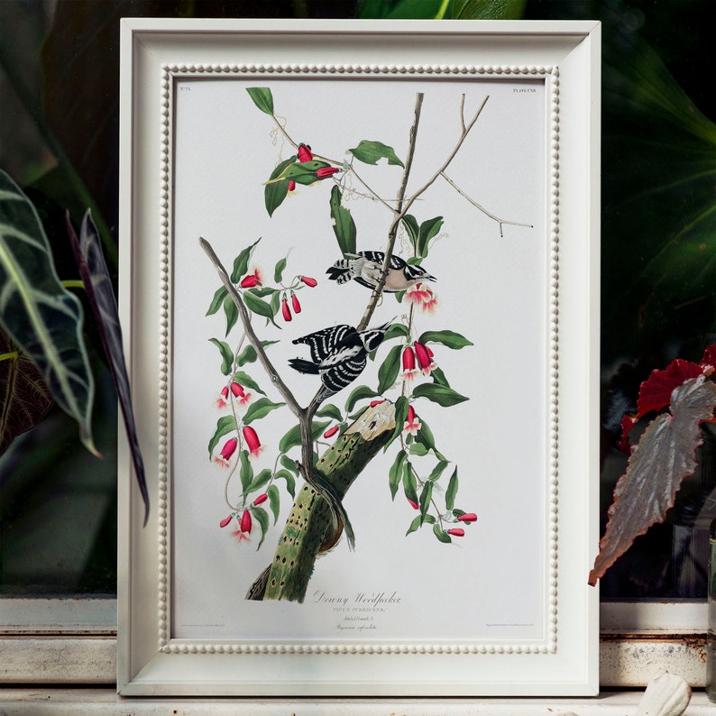 Woodpecker Downy Woodpecker Print Vintage Drawing Poster Wall Art Antique Bird Painting vintage bird poster vintage drawing COO394