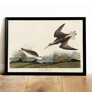 Phalarope Print, Antique Bird Painting, Vintage Drawing Poster Wall Art, Wilson's Phalarope, antique bird prints, large bird poster | COO505