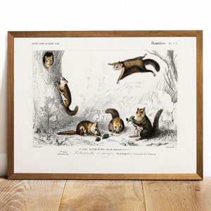 Flying Squirrel Print, Antique Animal Painting, Vintage Drawing Poster Art, Northern Squirrel,  old print, american wildlife | COO141