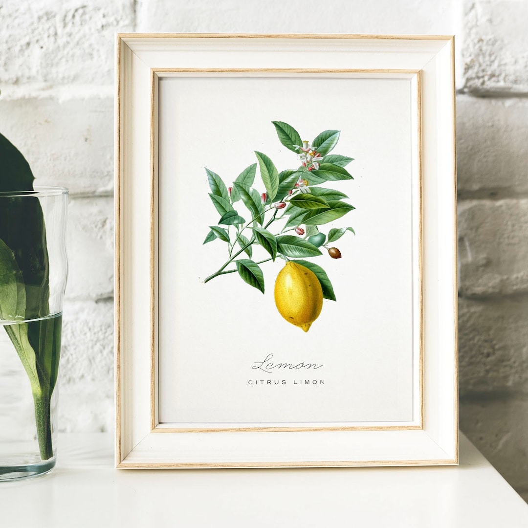 Lemon Print, Vintage Kitchen Poster Wall Art Decor, Lemons Drawing Gift ...