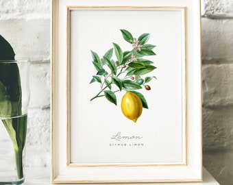 Impresión de limón, decoración de arte de pared de cartel de cocina vintage, regalo de dibujo de limones para mamá, ella, cocina, ilustración impresa de la guía de productores de frutas / B12