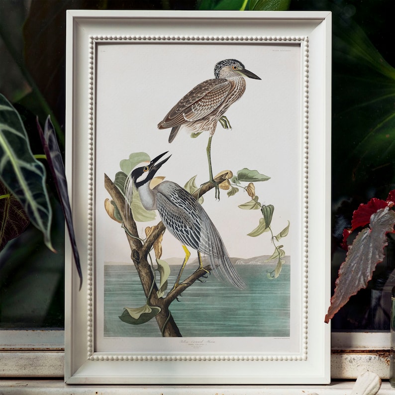 Antique Bird Painting Yellow-Crowned Heron bird vintage prints COO337 bird wall decal Heron Print Vintage Drawing Poster Wall Art