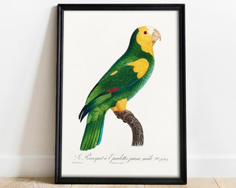 Parrot Print, Antique Space Painting, Vintage Drawing Poster Wall Art, animal bedroom decor, Parrot wall art, Parrot tropical bird | COO754