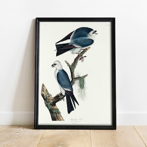 Audubon Mississippi Kite Print: Vintage Bird Drawing Poster