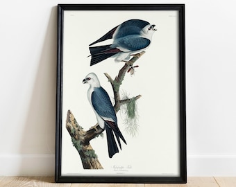 May include: A vintage illustration of two black-winged kites perched on a branch. The birds are depicted in a realistic style with detailed feathers and markings. The illustration is framed in black and features the text "Mississippi Kite,  Ictinia mississippiensis,  Plate 101."