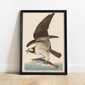 Fish Hawk Print, Antique Bird Painting, Vintage Drawing Poster Wall Art Decor, Osprey, Antique birds, Bird giclee | COO391