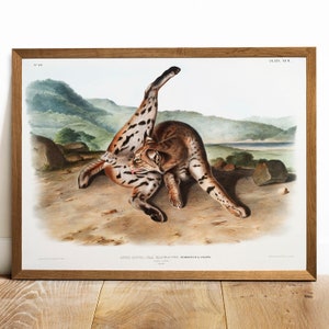 Antique Lynx Print: Vintage Animal Wall Art Decor