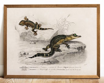 Antique Alligator Print: Vintage Animal Wall Art Decor
