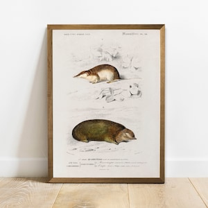 Maulwurf Druck, antike Tiermalerei, Vintage Zeichnung Poster Wand Kunst Dekor, Spitzmaus, vintage Lithographie, alte Zoologie Poster | COO217