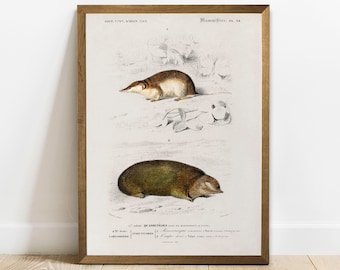Antique Mole Print: Vintage Zoology Poster, Animal Wall Art