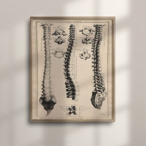 Vintage John Fotherby 1729-1730 Spine Anatomy Poster, medizinische Wandkunst, einzigartiges Geschenk für medizinisches Fachpersonal, Anatomie-Dekor, C16-907