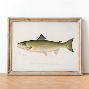 Atlantic Salmon Fish Print, Vintage Fishing Poster Wall Art Decor, Salmon Gift For Dad, Man, Fisherman Fisherman gift Fishing sign | COO14