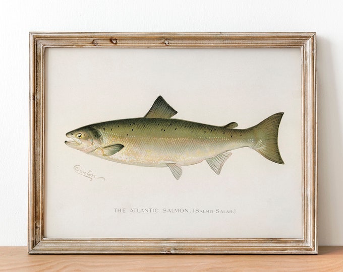 Atlantic Salmon Fish Print, Vintage Fishing Poster Wall Art Decor, Salmon Gift For Dad, Man, Fisherman Fisherman gift Fishing sign | COO14